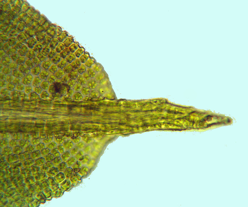 Barbula unguiculata